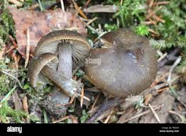 Attēlu rezultāti vaicājumam “Entoloma vernum”