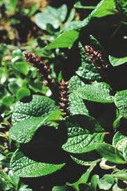 Attēlu rezultāti vaicājumam “Salix Vetrix”