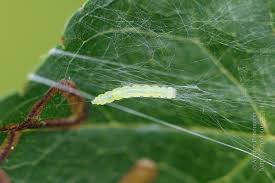 Attēlu rezultāti vaicājumam “Lyonetia clerkella”