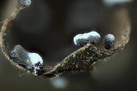 Attēlu rezultāti vaicājumam “Physarum luteolum sessile”