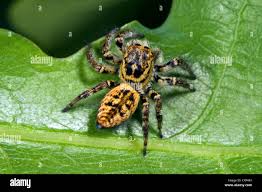 Attēlu rezultāti vaicājumam “Xanthogramma sp.”