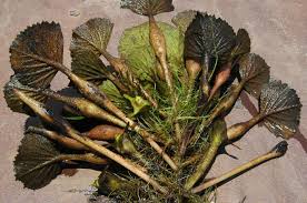 Attēlu rezultāti vaicājumam “Trapa natans”