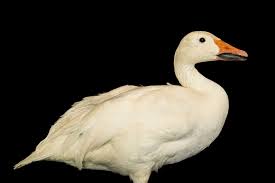 Image result for Anser caerulescens