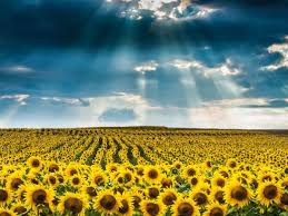 Résultat de recherche d'images pour "tournesol"