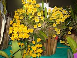 Attēlu rezultāti vaicājumam “Didymium aggregatum”