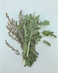 Image result for Artemisia absinthium