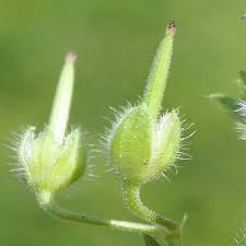 Attēlu rezultāti vaicājumam “Geranium palustre fruit”