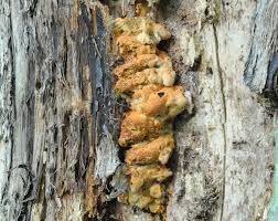 Attēlu rezultāti vaicājumam “Antrodia mellita”