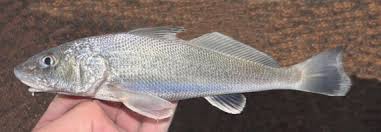 Image result for Menticirrhus americanus