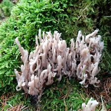 Attēlu rezultāti vaicājumam “Clavulina cinerea”