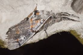 Attēlu rezultāti vaicājumam “Gynaephora selenitica”