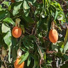 Attēlu rezultāti vaicājumam “Sesleria caerulea fruit”