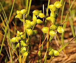 Attēlu rezultāti vaicājumam “Scheuchzeriaceae”
