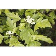 Attēlu rezultāti vaicājumam “Crataegus chlorosarca”