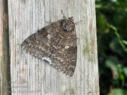 Attēlu rezultāti vaicājumam “Catocala fraxini”