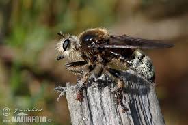Attēlu rezultāti vaicājumam “Laphria gibbosa”