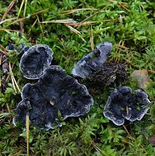 Attēlu rezultāti vaicājumam “Sarcoporia polyspora”