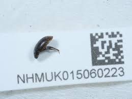 Attēlu rezultāti vaicājumam “Enochrus affinis”