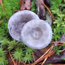 Attēlu rezultāti vaicājumam “Cantharellula umbonata”