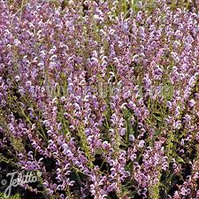 Image result for Salvia pratensis `Rose Rhapsody