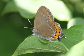 Attēlu rezultāti vaicājumam “Satyrium pruni”