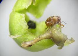 Attēlu rezultāti vaicājumam “Veronica scutellata fruit”