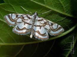 Attēlu rezultāti vaicājumam “Nymphula nitidulata”