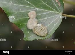 Attēlu rezultāti vaicājumam “Glyphotaelius pellucidus”