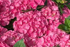 Attēlu rezultāti vaicājumam “Hydrangea arborescens subsp. discolor”