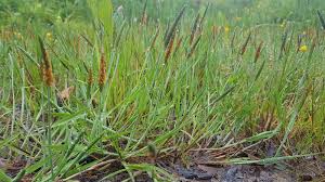 Attēlu rezultāti vaicājumam “Alopecurus aequalis”