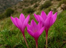 Attēlu rezultāti vaicājumam “Colchicaceae”