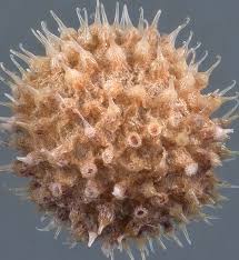 Attēlu rezultāti vaicājumam “Galium aparine fruit”