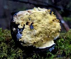 Attēlu rezultāti vaicājumam “Flaviporus citrinellus”