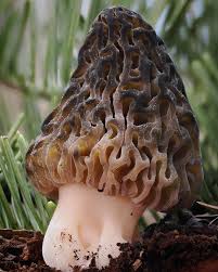 Attēlu rezultāti vaicājumam “Morchella sp.”