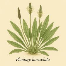 Attēlu rezultāti vaicājumam “Plantago lanceolata”