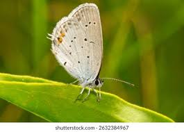 Attēlu rezultāti vaicājumam “Everes argiades”