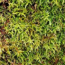 Attēlu rezultāti vaicājumam “Sciuro-hypnum curtum”