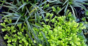 Attēlu rezultāti vaicājumam “Saelania glaucescens sporophyte”