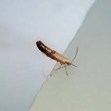 Attēlu rezultāti vaicājumam “Argyresthia pruniella”