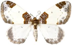 Attēlu rezultāti vaicājumam “Mesoleuca albicillata”