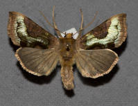 Attēlu rezultāti vaicājumam “Diachrysia tutti”