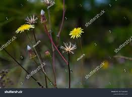 Attēlu rezultāti vaicājumam “Hieracium”