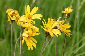 Image result for Arnika