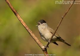 Attēlu rezultāti vaicājumam “Sylvia atricapilla male”