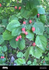 Attēlu rezultāti vaicājumam “Crataegus submollis”