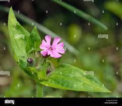 Attēlu rezultāti vaicājumam “Silene dioica leaf”