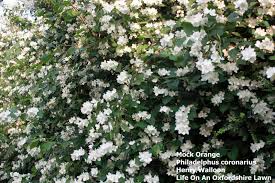 Attēlu rezultāti vaicājumam “Philadelphus coronarius”