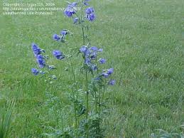 Attēlu rezultāti vaicājumam “Polemonium caeruleum bud”
