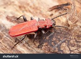 Attēlu rezultāti vaicājumam “Cucujus cinnaberinus”