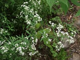 Attēlu rezultāti vaicājumam “Galium schultesii”